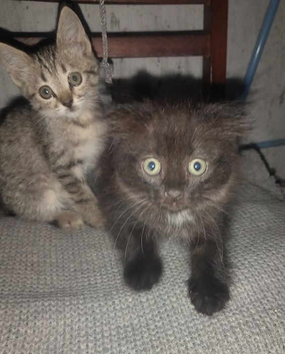Вислоухие котята