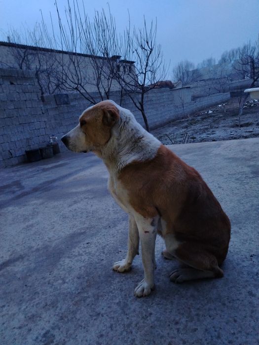 Zottor alabay sotiladi