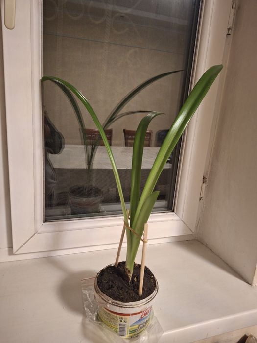 ГИППЕАСТРУМ,  Комнатные цветы