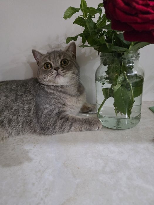 Мушукимиз соглом