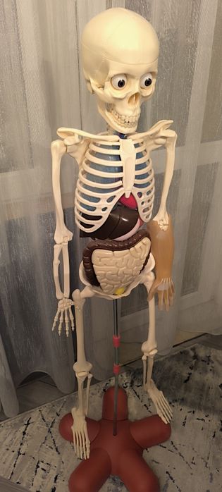 Човешкото тяло до брой 37