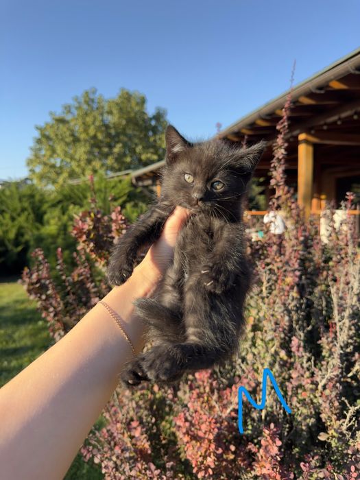Котята от кошки крысыловки
