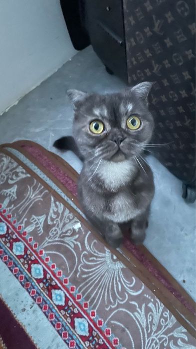 Висал ухи красотка