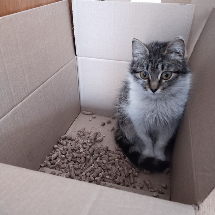 Котёнок в добрые руки