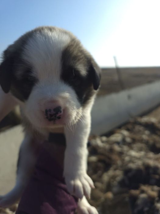 Zotdor cho'pon itlar