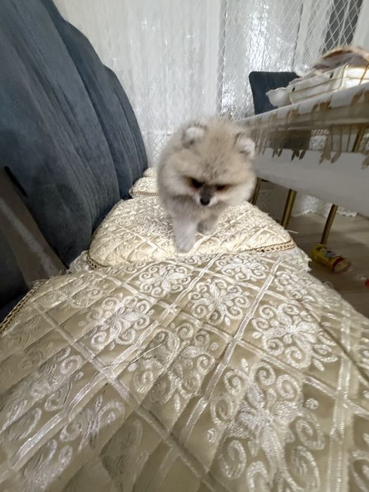 малыш шпиц в продажу 2 месяца