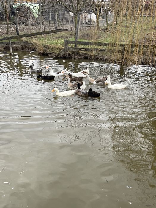 Ouă de rață proaspete – crescute natural Mioveni • OLX.ro