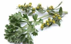 Amestec din plante medicinale