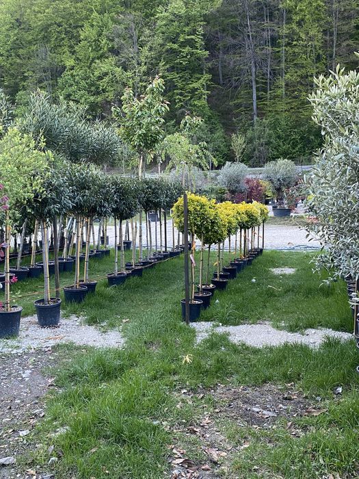 Glicină cățărătoare si plante