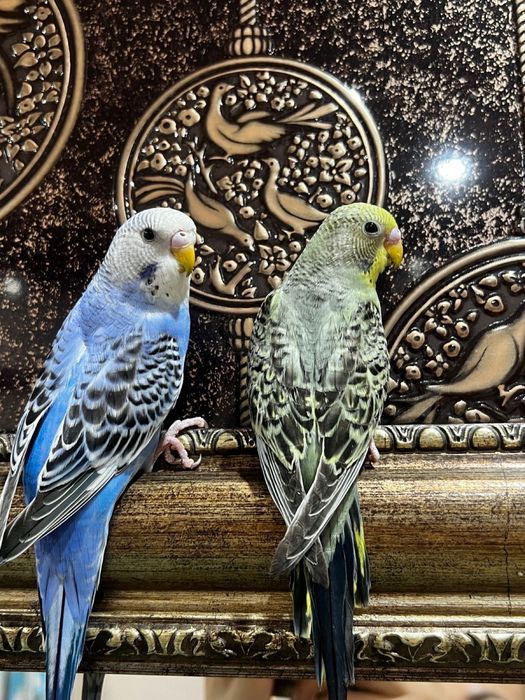 Волнистые попугаи