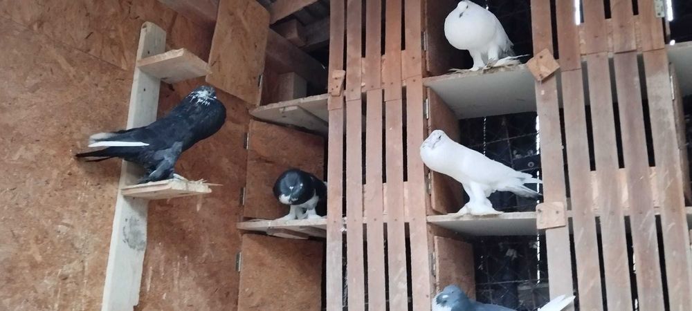 Porumbei gușați de pomerania