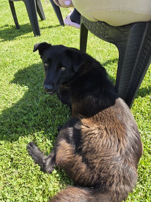 Ofer spre adopție