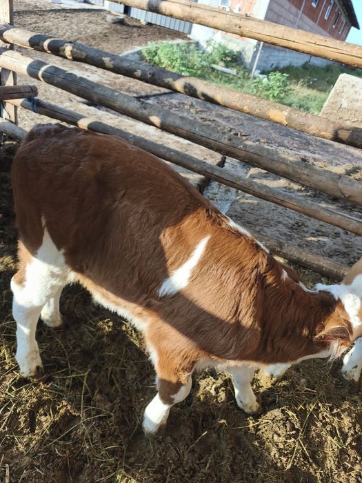 Vind vitei mascul și femelă