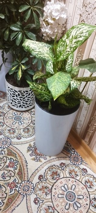 Диффинбахя гулари