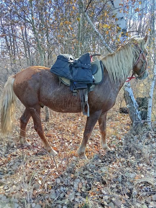 Ат сатылады пішілген