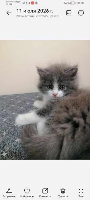 Отдам двух котят мальчик и девочка
