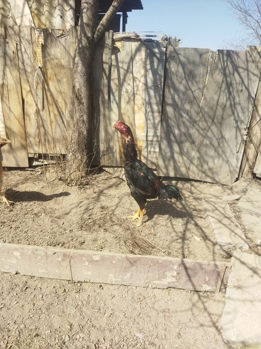 Продам бойцового питуха