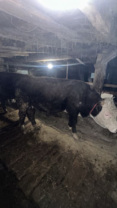 4бұқа,1құнажын сиыр сатылады откормда тұрған