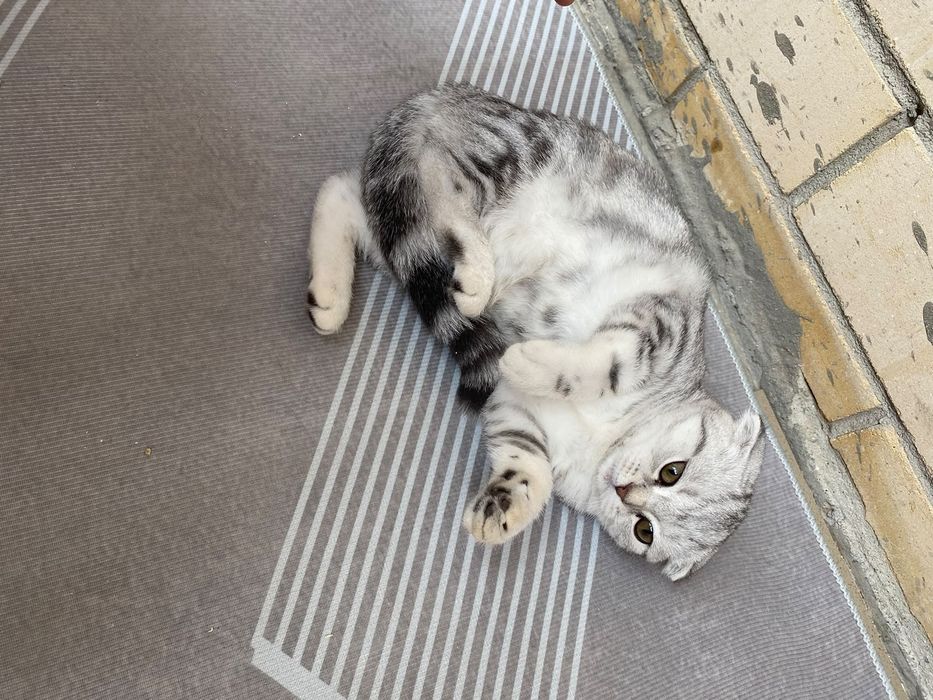 Шотландский кошки