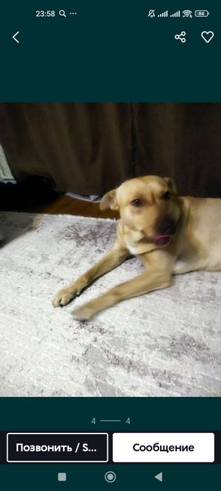 Отличный КомпАньЕн молодой пёсик