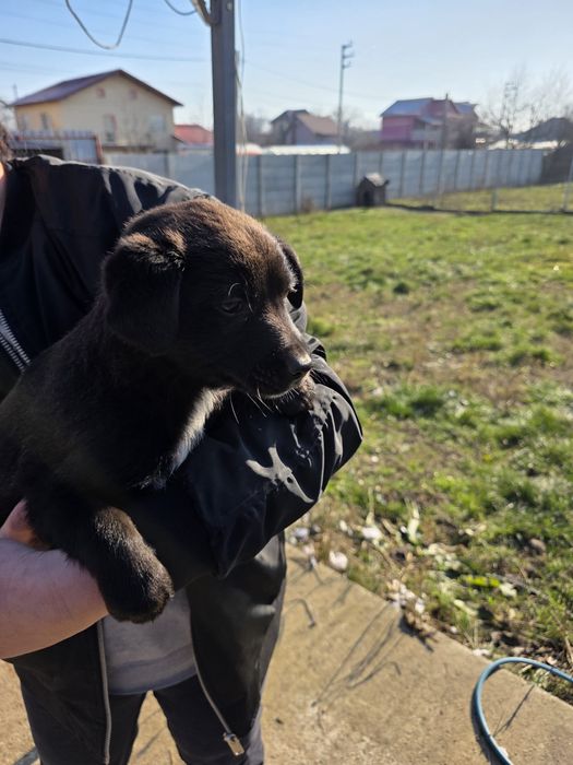 Donez pui rasa comuna metis