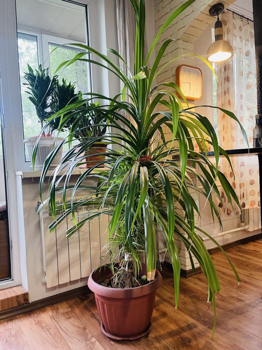 Пандаус огромный цветок