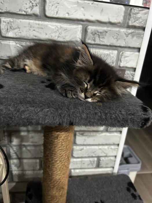 Красивые котята Мейн-Куны