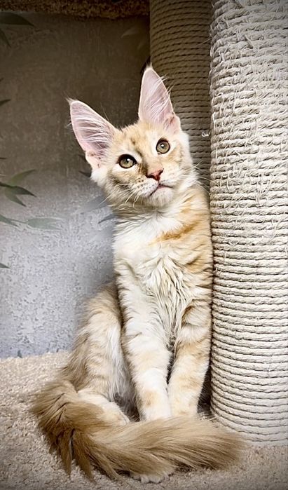Продам котенка Мейн-кун Костанай