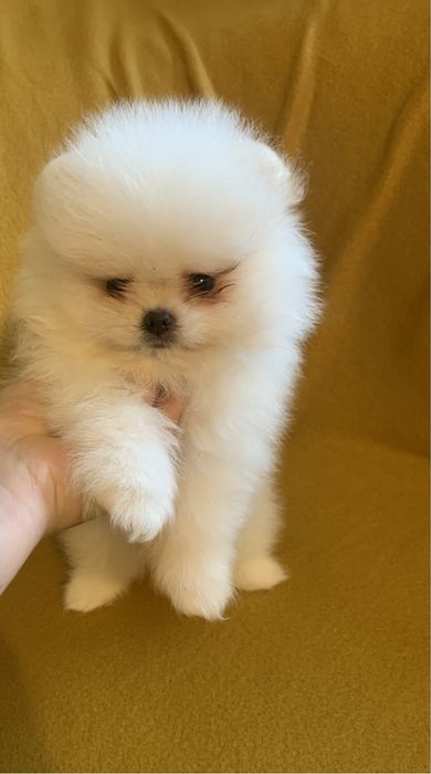 Померан мини померан