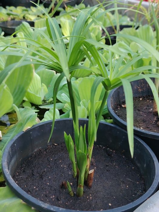 Plante iaz papura pitica stuf nuferi plante acvatice