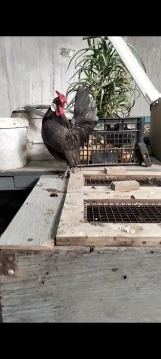 Петушок микс ява