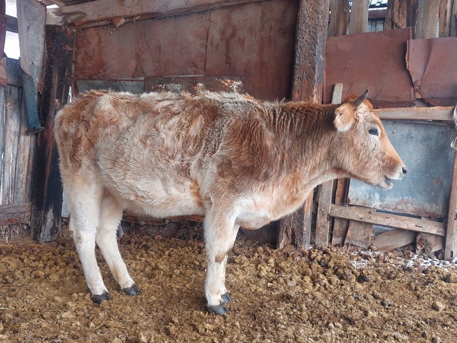 Цена договорная г.