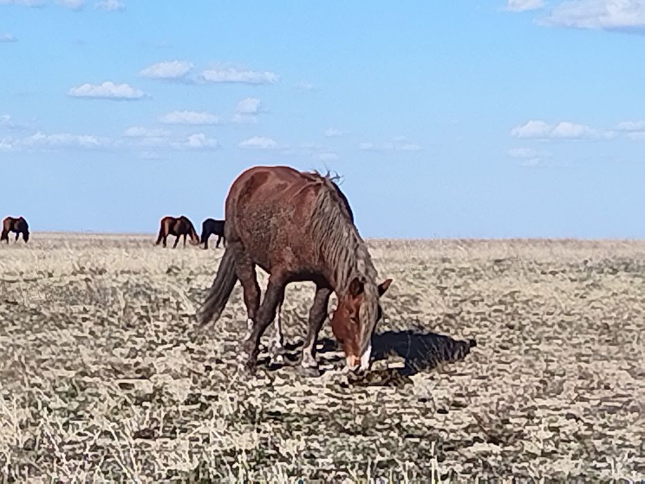 Полутяж айғыр сатылады