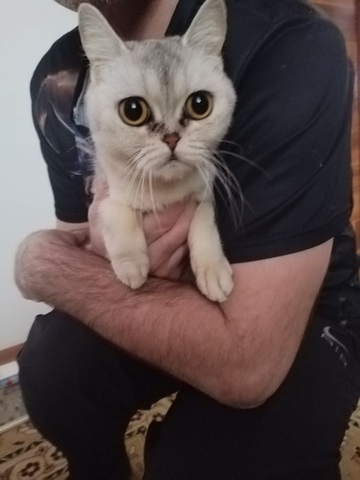 Продам котят шотландцы