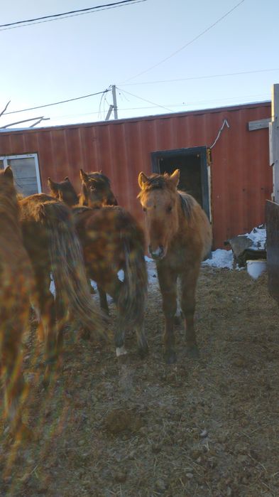 Жеребята,тайчики