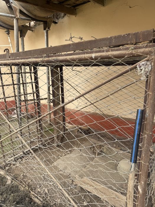 Ит еки товук бокиш учун  катта темир кафас сотилади .