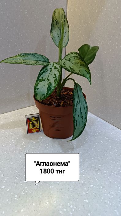 Цветы комнатные  в горшках