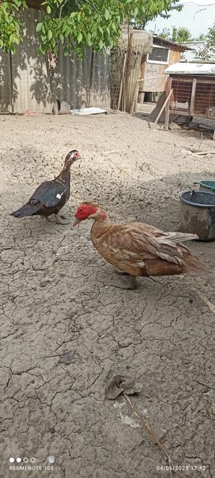 Oua gâște crețe, colos, Toulouse si  oua rate mute hibride se oua toat