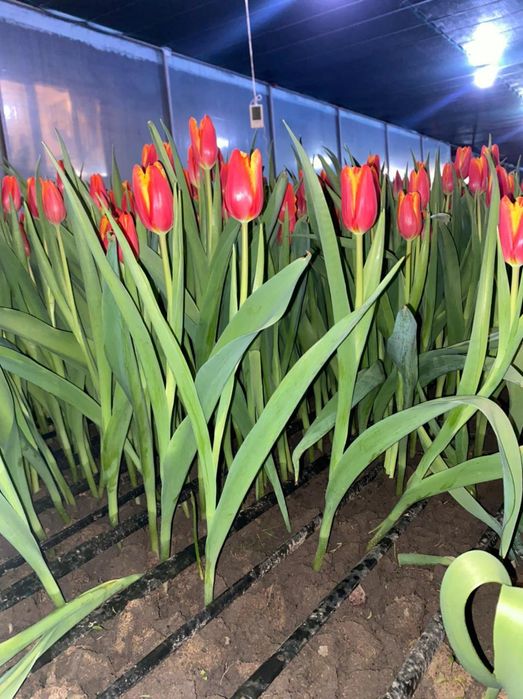 Тюльпаны оптом Алматы  Свежие к 8 Марта