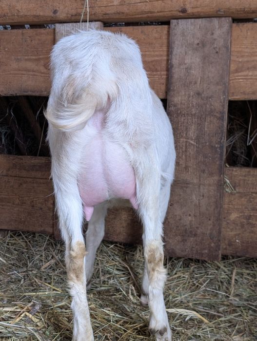 Capre Saanen cu iezi