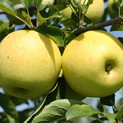 Pomi fructiferi și arbuști