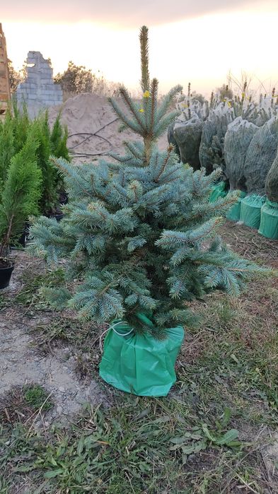 Голубая ель Супер Блю 1 м. - цена 30000 тг. Оптом ёлки в Алматы