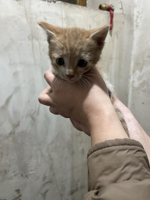 Отдам котят даром