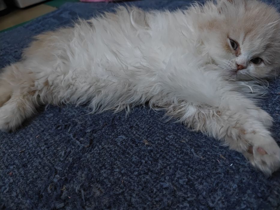 Продам персидского котёнка(мальчик)