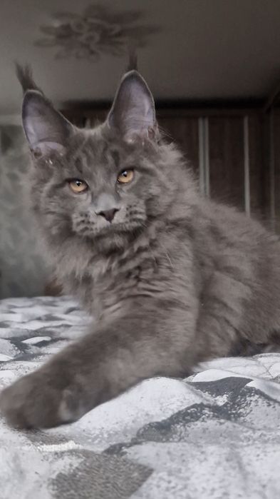 Мейн-кун котёнок