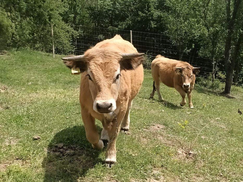 3 juninci gestante rasa Aubrac, junincă gestantă Aubrac