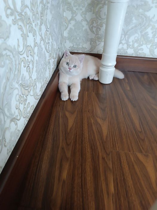 Шотландский скотишь страйт мальчик 6 месяца