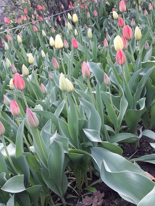 Тюльпаны Голландские на срез