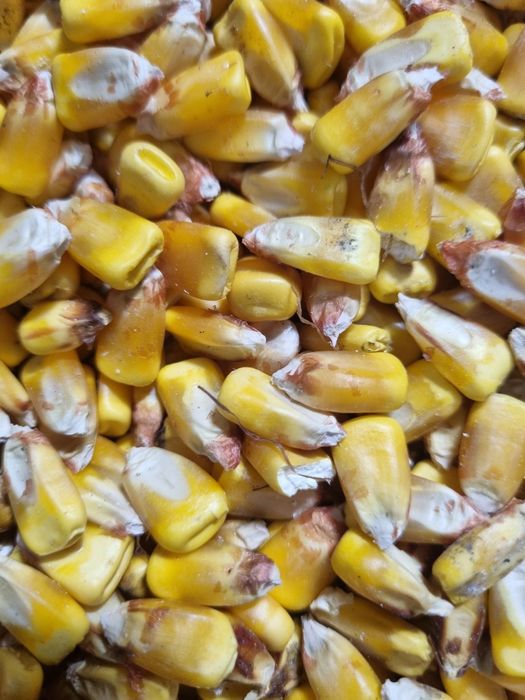 Porumb  boabe Dekalb