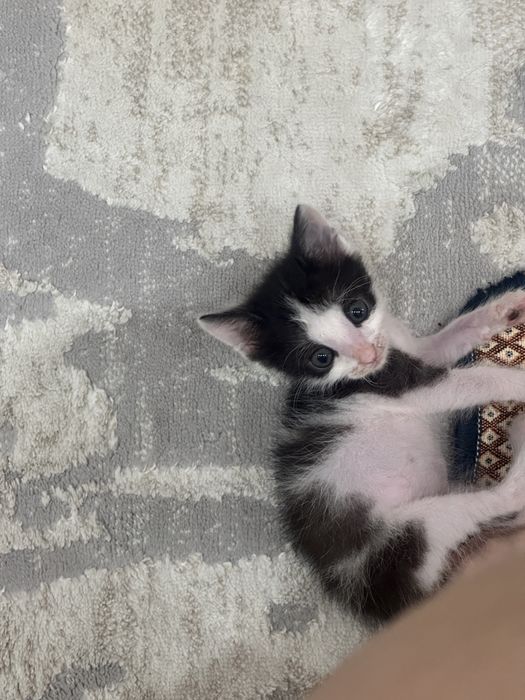 котенок в добрые руки